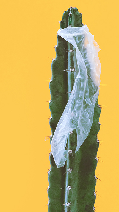 preservativo feminino enrolado em um cactus representando alergia a camisinha