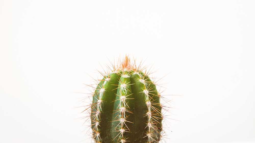 cactus representando pelos encravados na vagina