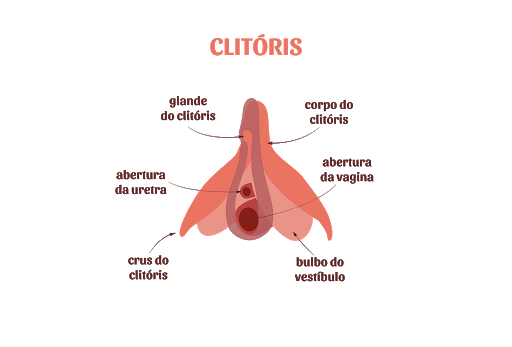 ilustração do clitóris interno