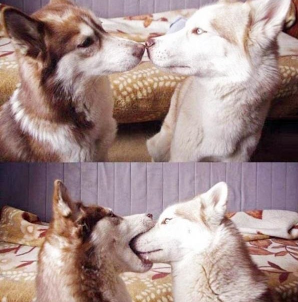 dois cachorros simulando um primeiro beijo