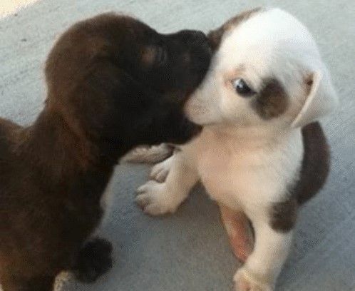 dois filhotinhos de cachorro simulando um primeiro beijo