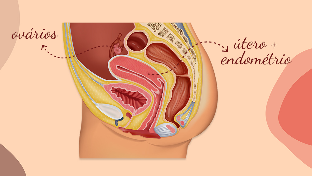 ilustração do sistema reprodutivo feminino para explicar como aliviar colica