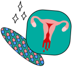 categoria-ciclo-menstrual